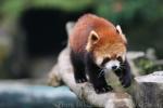 Red panda