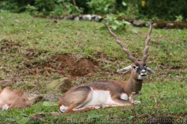 Blackbuck