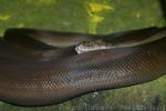 Papuan olive python