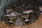 Reticulated python