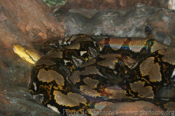 Reticulated python