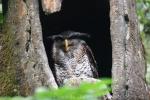 Barred eagle-owl
