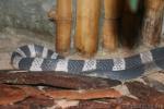 Malayan krait