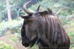 Blue wildebeest