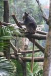 Grizzled tree-kangaroo