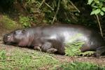 Pygmy hippopotamus