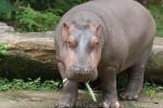 Common hippopotamus