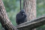 Kloss's gibbon