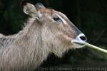 Defassa waterbuck