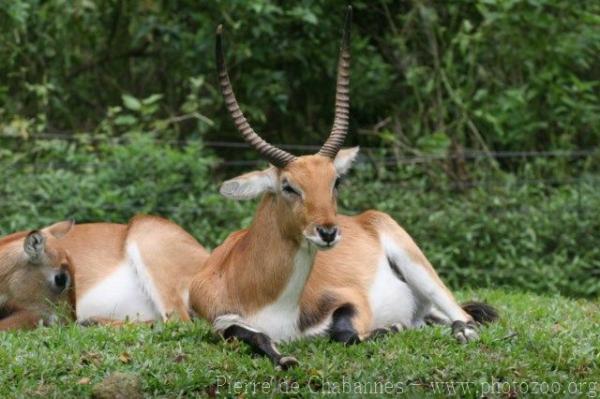 Kafue flats lechwe