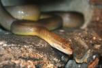 Olive python