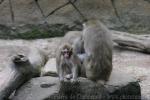 Japanese macaque