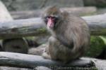 Japanese macaque