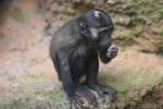 Siberut macaque