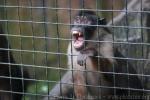 Pagai macaque