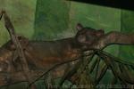 Sulawesi palm civet