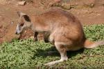 Agile wallaby