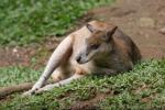 Agile wallaby