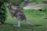 Eastern grey kangaroo