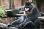 Mandrill