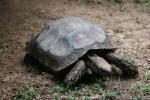 Burmese brown tortoise