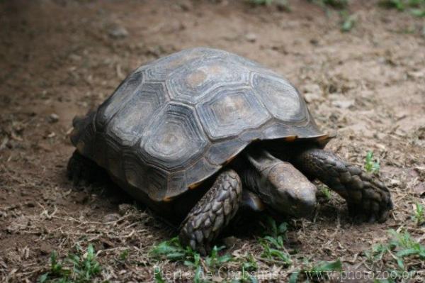 Burmese brown tortoise