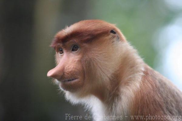 Proboscis monkey