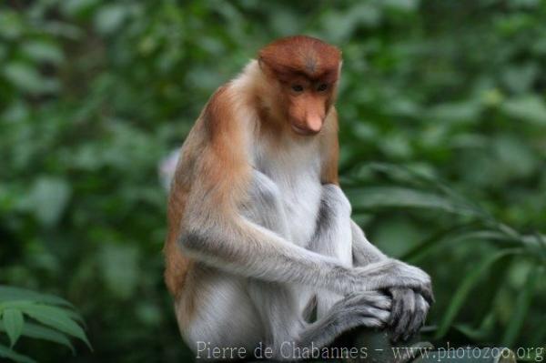 Proboscis monkey
