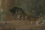 Sunda clouded leopard