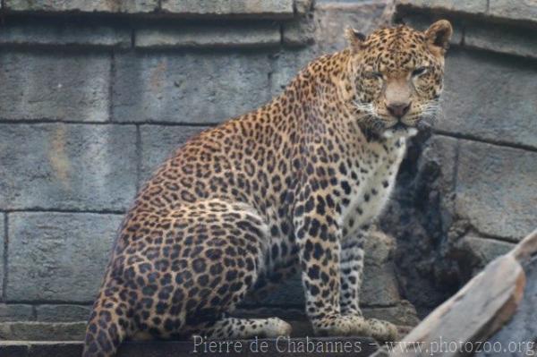 Javan leopard