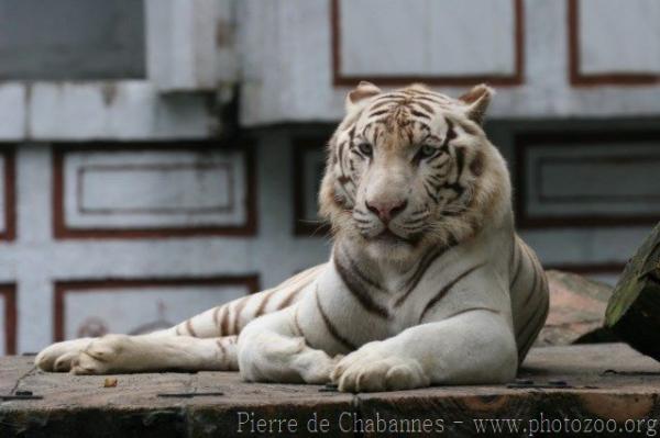 White tiger