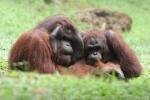 Bornean orang-utan