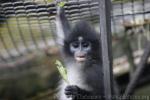 Grizzled leaf-monkey