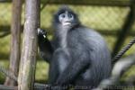 Grizzled leaf-monkey