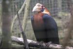 Papuan hornbill