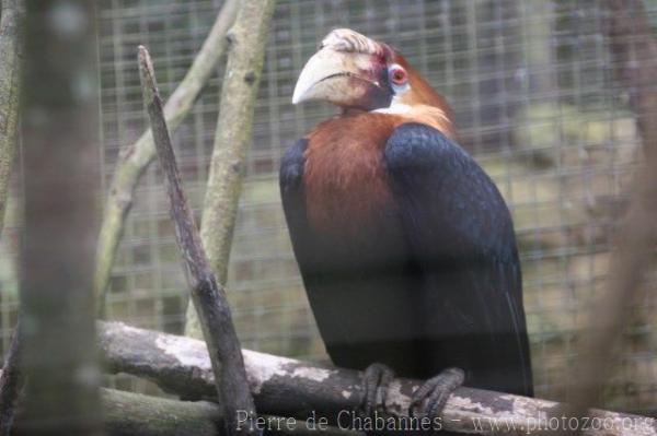 Papuan hornbill