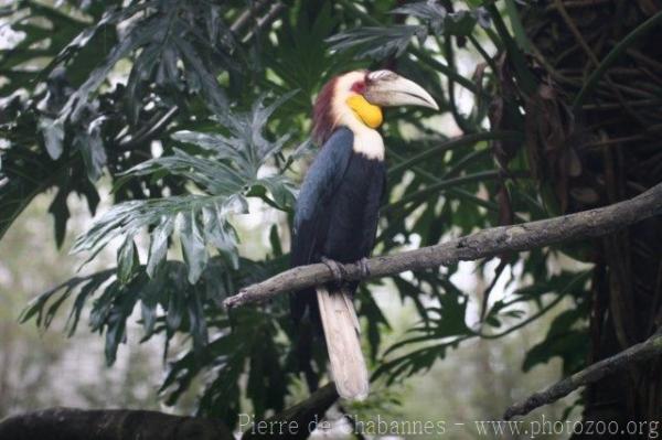 Wreathed hornbill