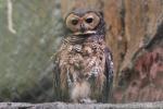 Spotted wood-owl