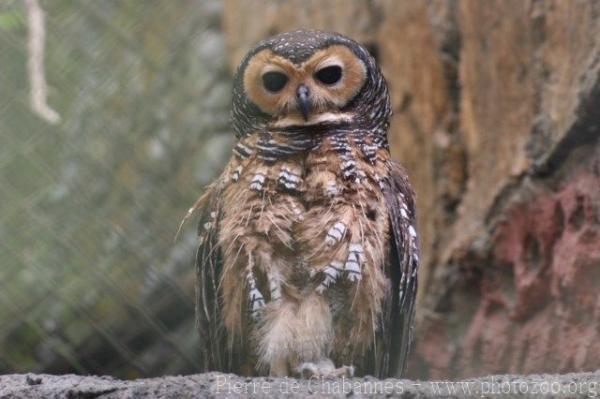 Spotted wood-owl