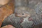 Flat-nosed pitviper