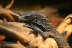 Blue tree monitor