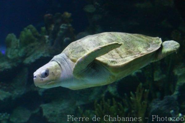 Olive ridley sea turtle