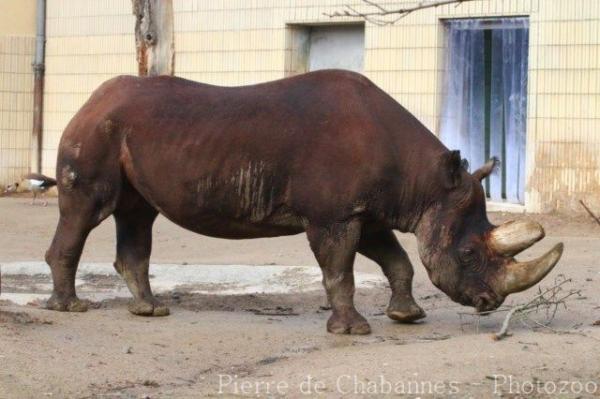 Southern black rhinoceros