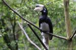 Oriental pied hornbill
