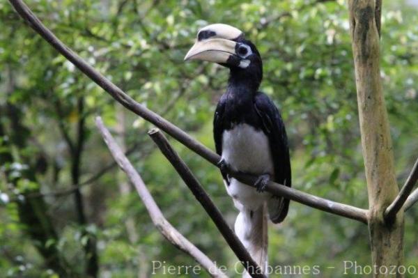 Oriental pied hornbill