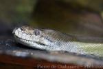 Papuan olive python