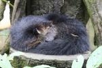 Javan binturong