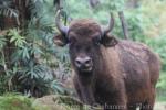 Wisent