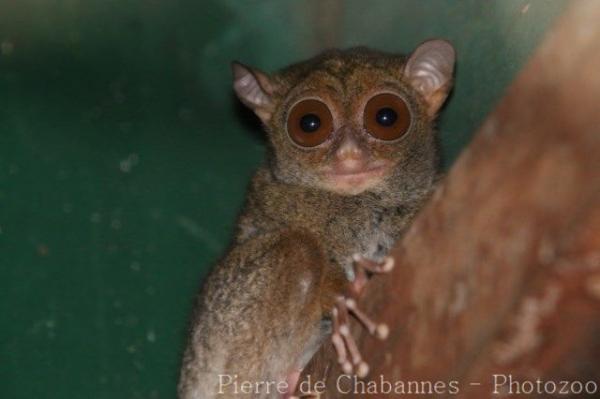 Western tarsier