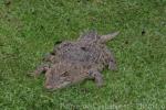 Saltwater crocodile